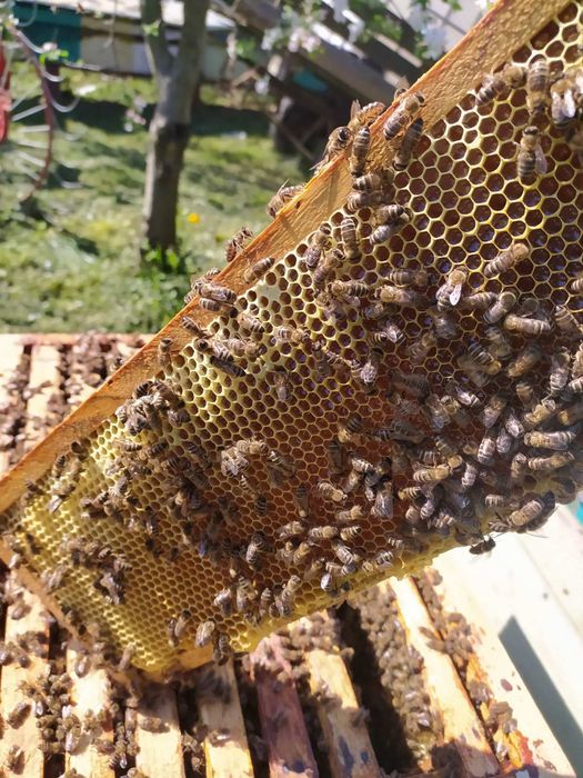 Бджолопакети Карпатка