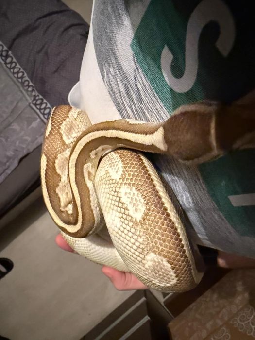 Dorosły samiec zmieni dom