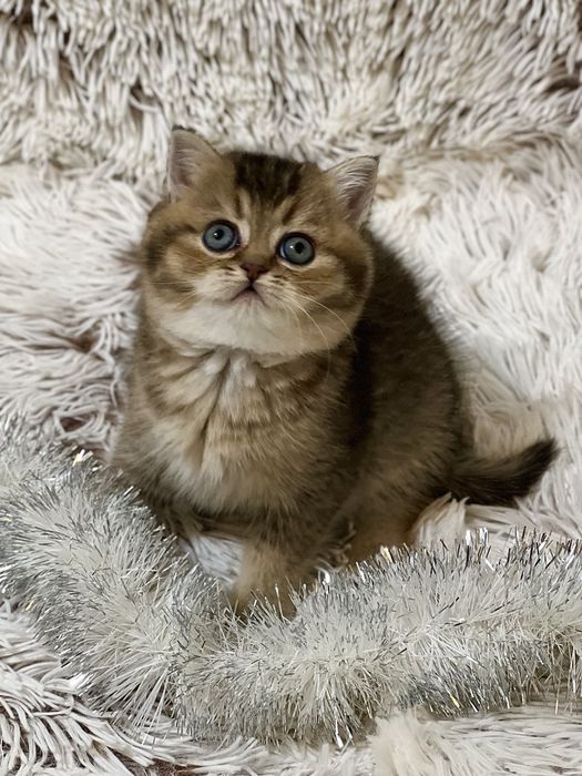 Шотландське кошеня з документами