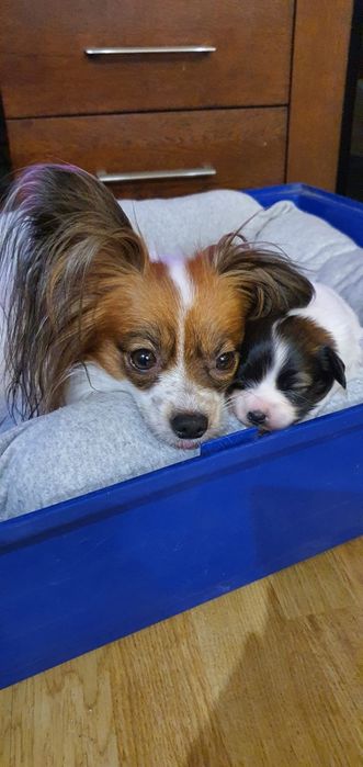 Suczka papilon spaniel kontynentalny pies