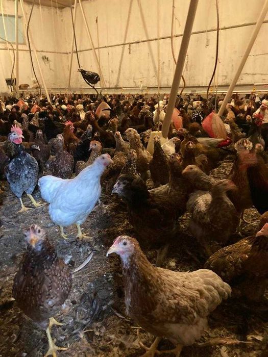 Kury nioski Rosa dominant kolorowe.Kurki z pierwszym jajkiem.PROMOCJA