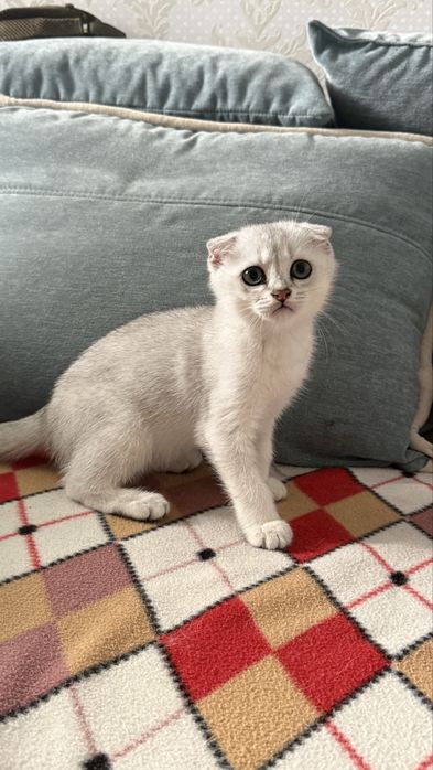Продам котят шотландських