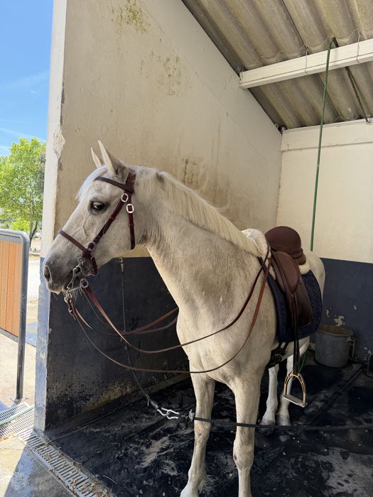 Cavalo PSL.