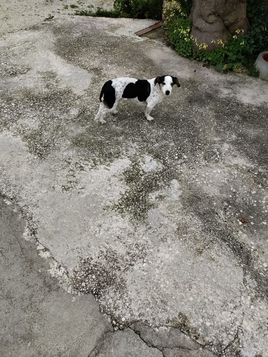 Cão para adoção responsável