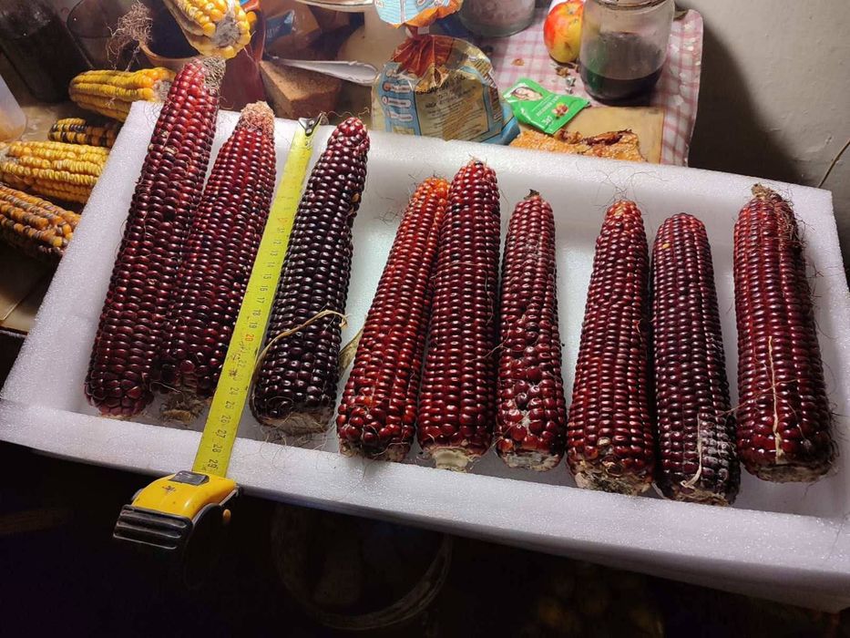 Продам насіння кукурудзи