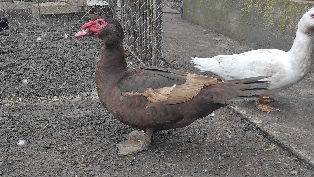 Мускусні качки інкубаційне яйце.