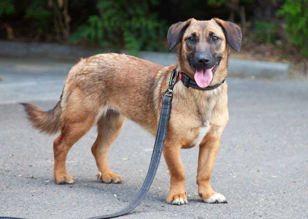 Маленькая собачка Молли ищет дом, возраст до 1 года