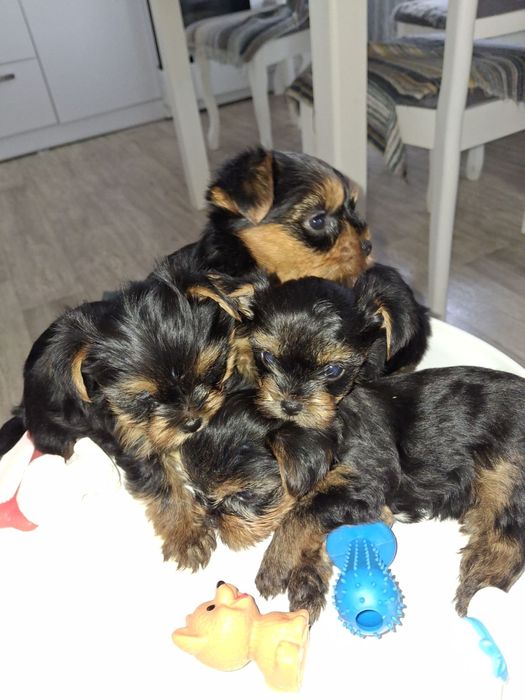 Срочно продам щенков Йорка.