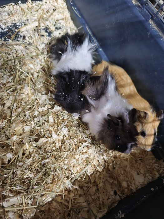 Świnki morskie samce i samiczki