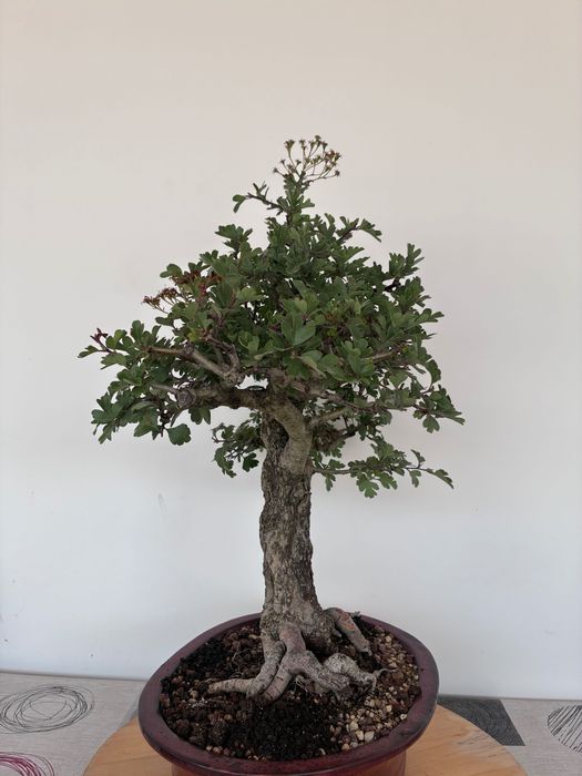Bonsai Crataegus