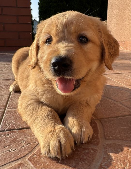 Golden Retriever - Mam juz 5 tygodni