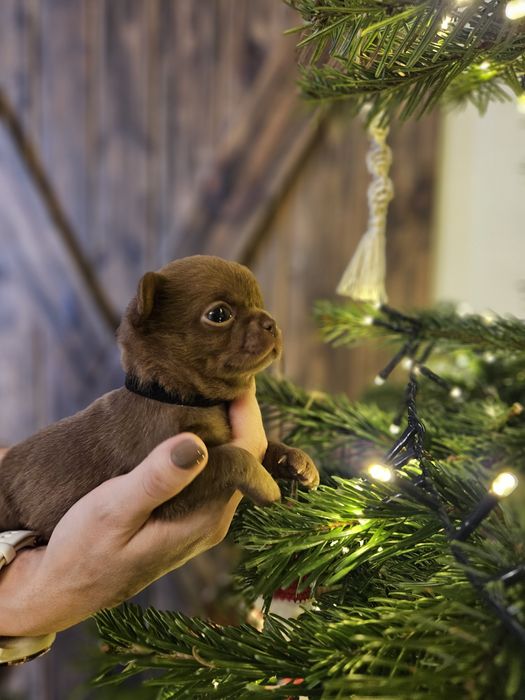 Chihuahua czekoladowy chłopiec