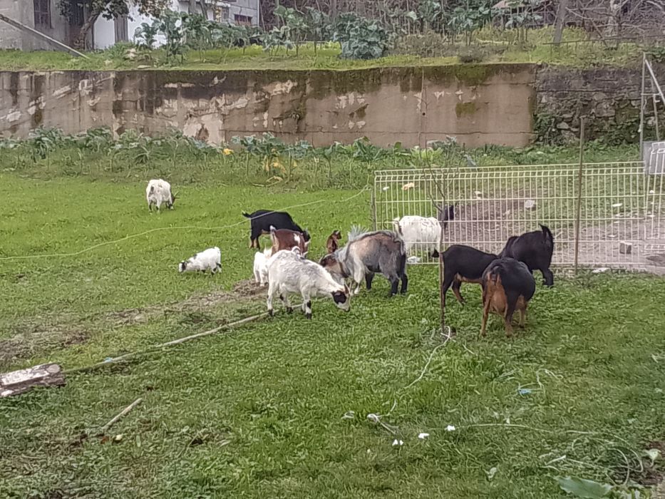 Vendo cabras anos