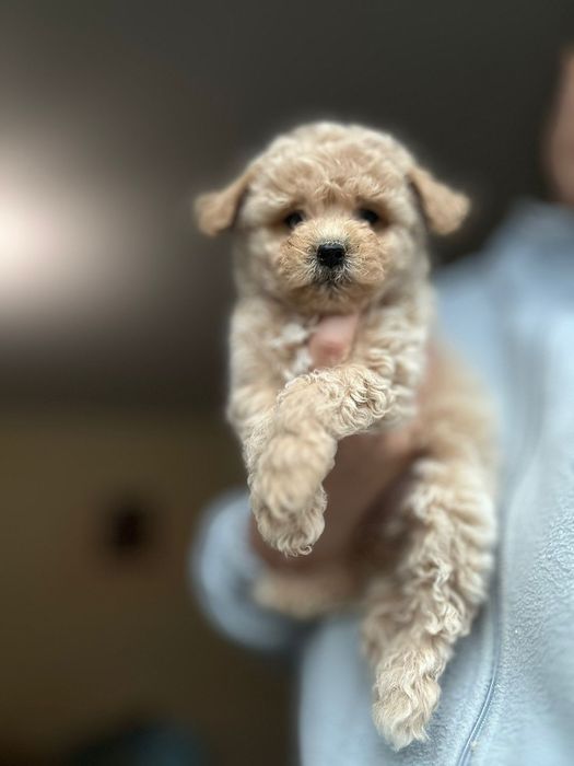 Найкращі мальтіпу   мальтипу радість