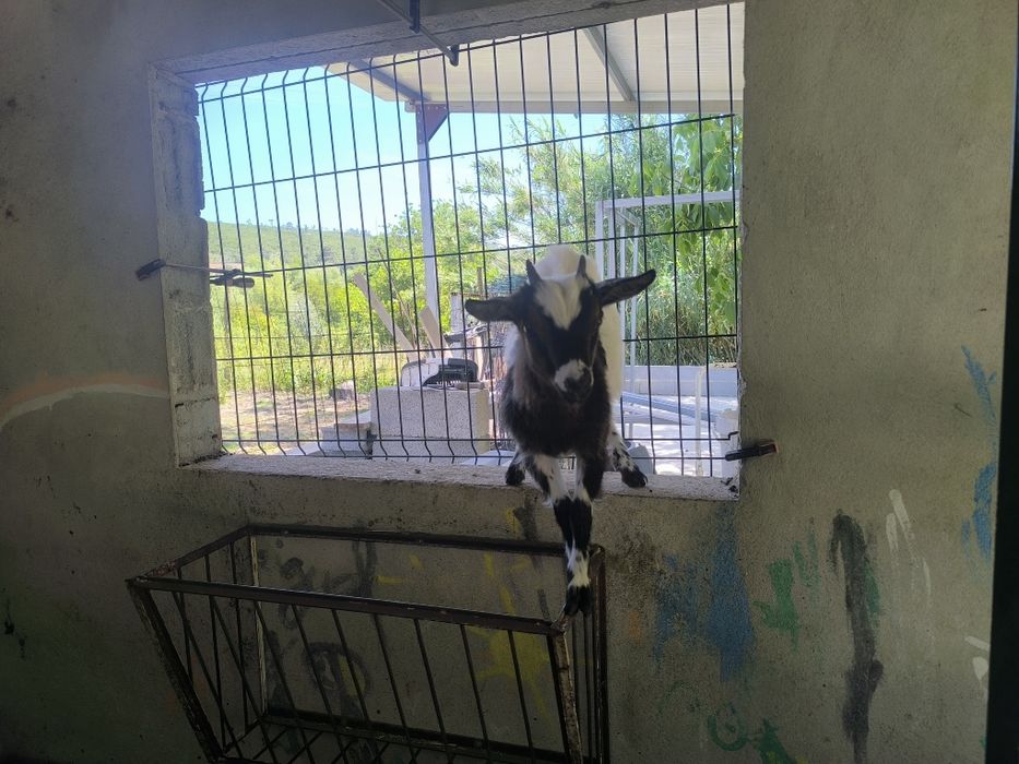 3 Cabras anãs de pêlo longo para venda COIMBRA