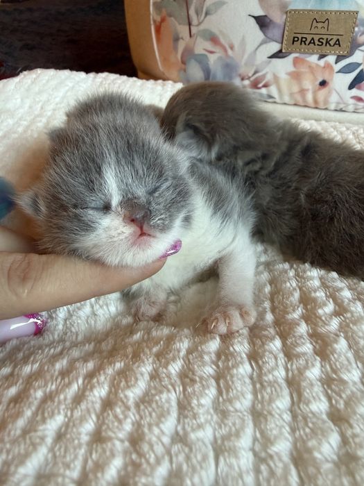 Miot” O „Kropla Oceanu *PL Shk/WCF