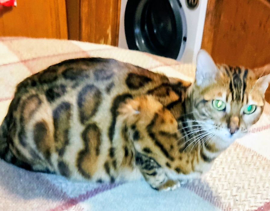 Gatinho  Bengal 2 meses