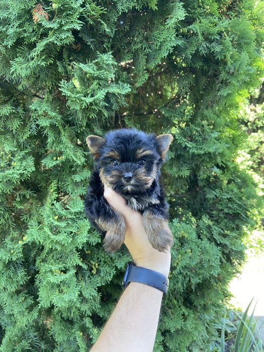 Міні йорк хлопчик – 2 місяці, шукає дім