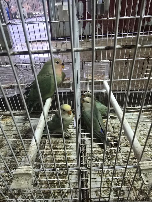 Agapornis rosseicoĺis