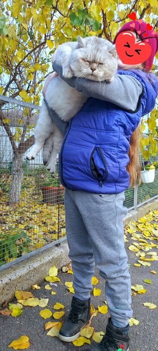 Шикарний шиншиловий котик ,серебряна шиншилаис