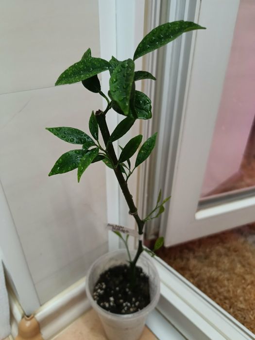 Мандарин Иволистный + лимон Мейера