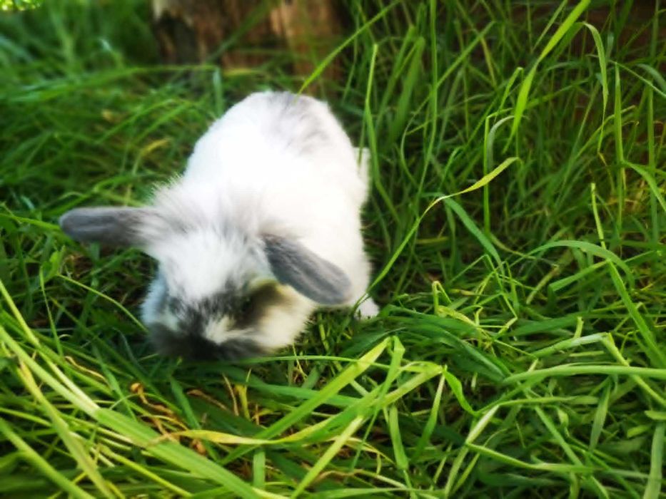 Mini Lop Królik Miniaturka baranek - jak pluszak