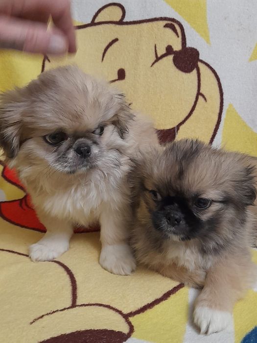 Продамо пекінесів