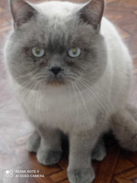 Вязка Скоттиш страйт