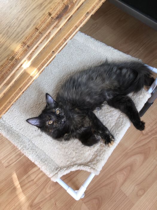 Пепсі шукає родину!