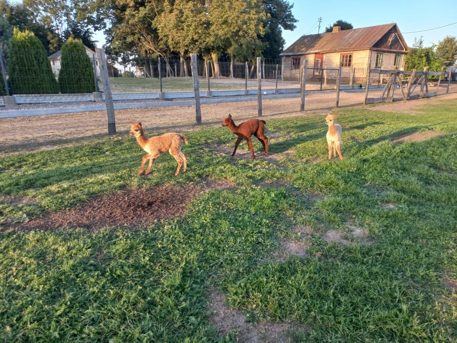 Samiczki Alpaki , Alpaka