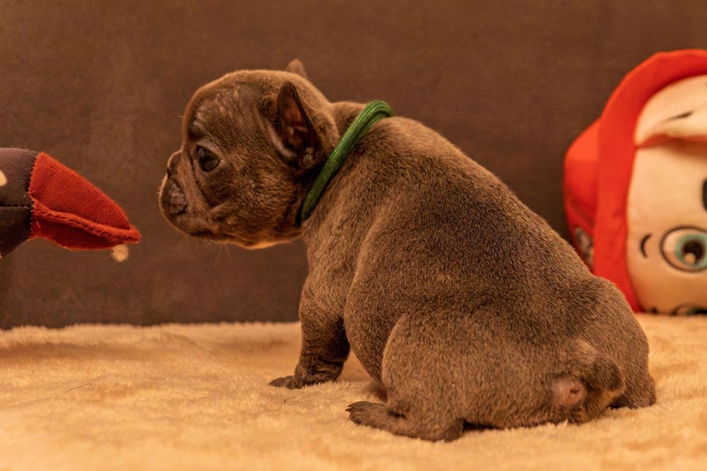 Buldog francuski szczeniak suczka niebieska blue