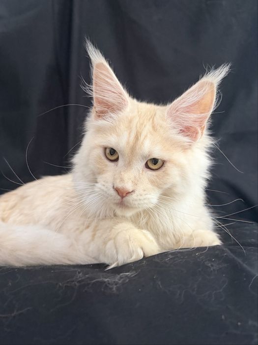 Кошеня мейн кун хлопчик