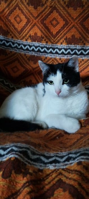 Melania, cudowna 2 letnia koteczka szuka kochającej i odpowiedzialnej