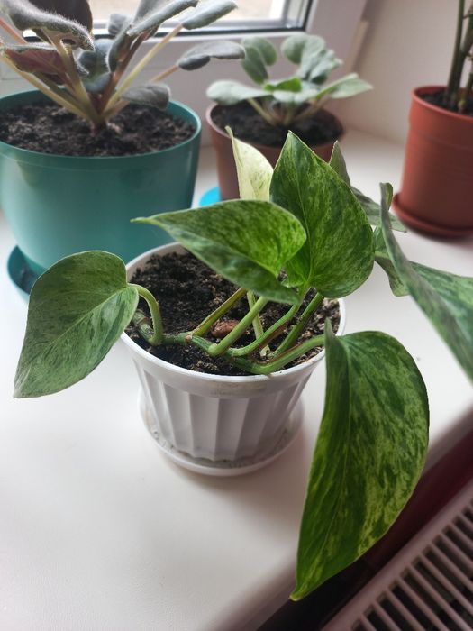 Епіпреміум продам