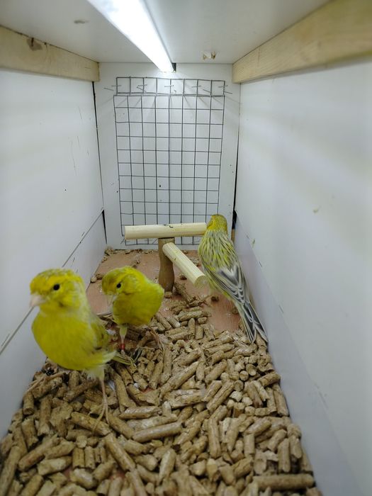 Samiczki kanarków 2025