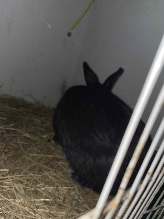 Tenho coelhos para vender