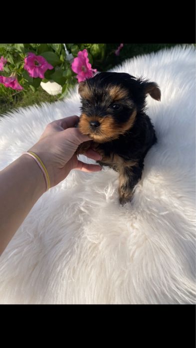 Йорк терєр з паспортом