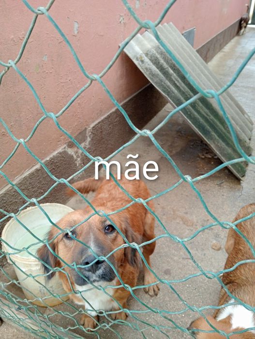 Cão de 4 meses para dar