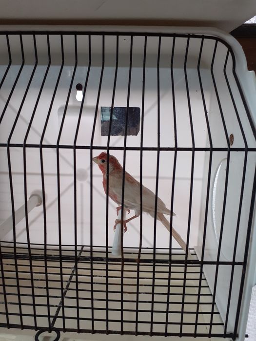 Pássaros para trocar