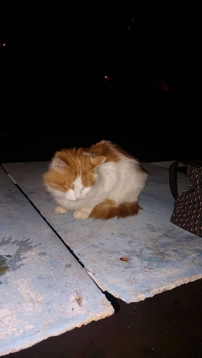 Отдам пушистого рыже-белого кота, умерла хозяйка