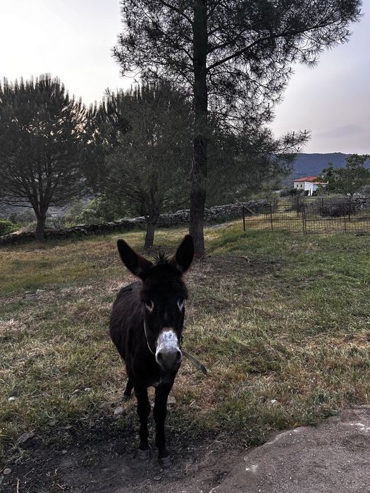 Burro arraçado Mirandés
