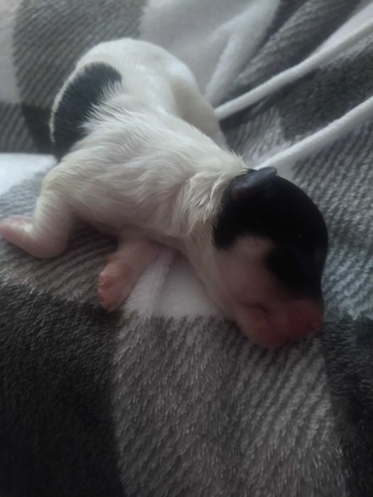 Psy oddam za darmo maltańczyk