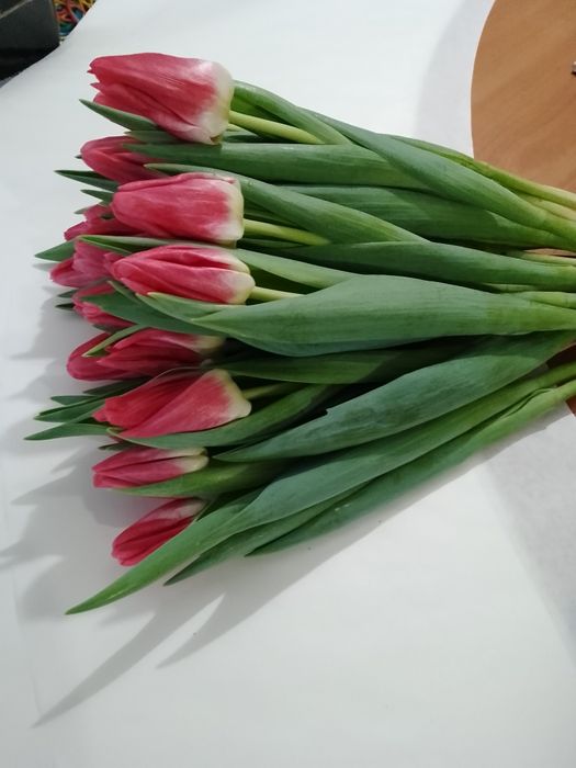 Тюльпани оптом до 8 Березня