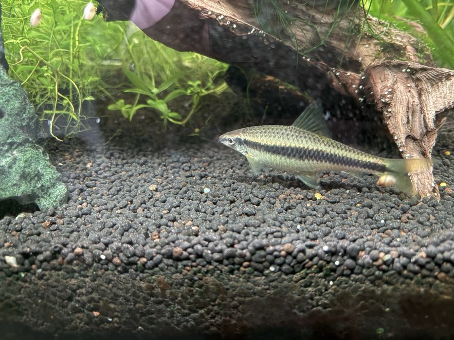 3 Crossocheilus siamensis