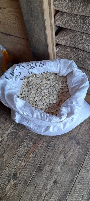 Pestka dyni zwyczajnej