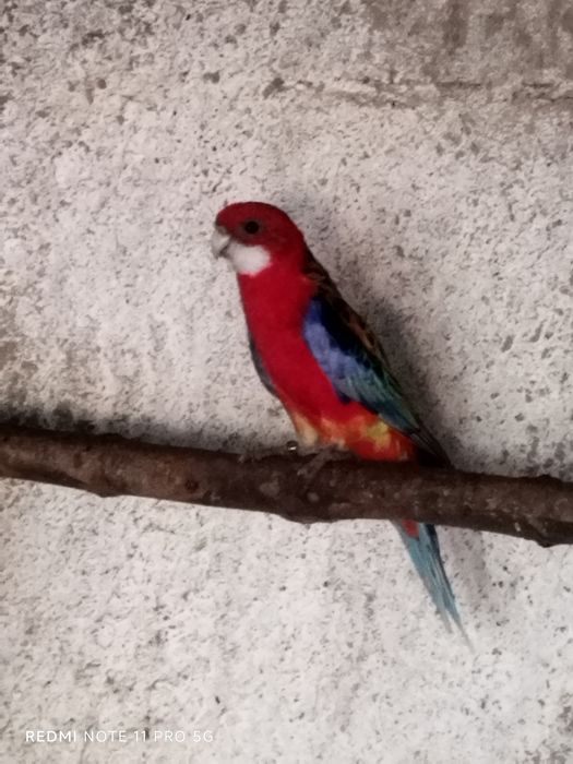 Rosela eximius opalina