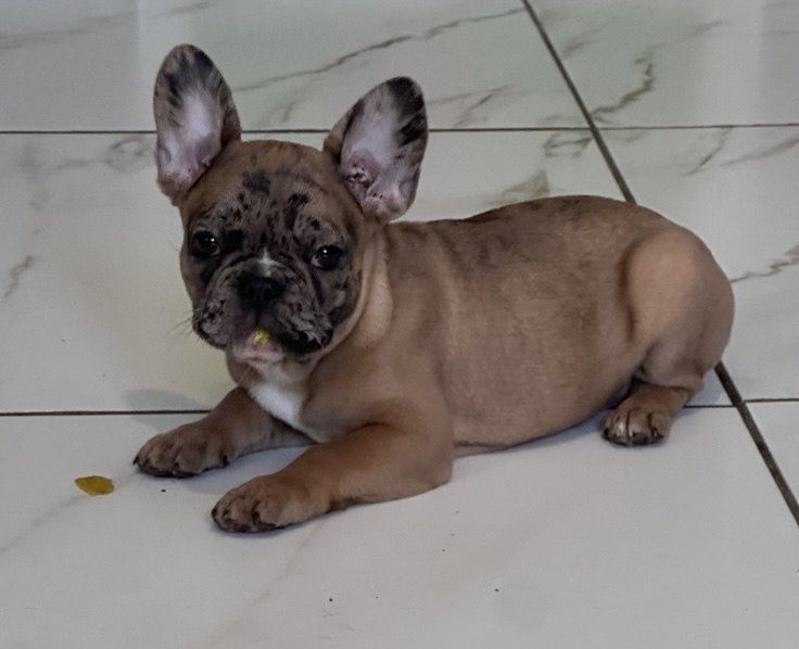 Щенок французький бульдог