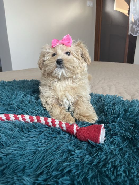 Malutka suczka maltipoo gotowa do odbiru