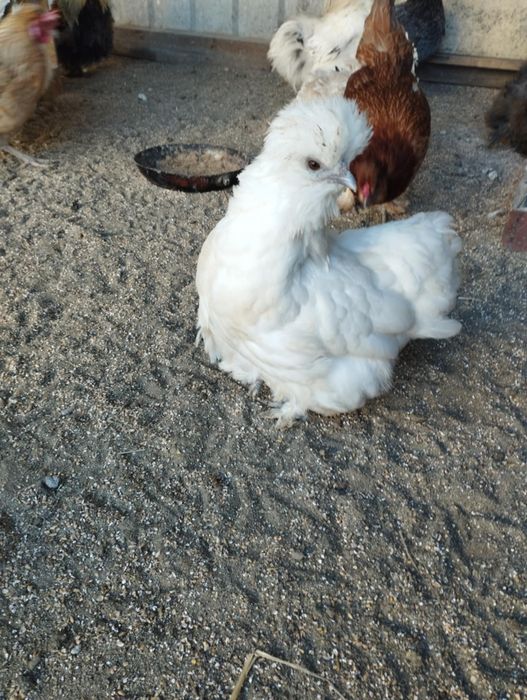 Pary silek satynowych i jedwabistych