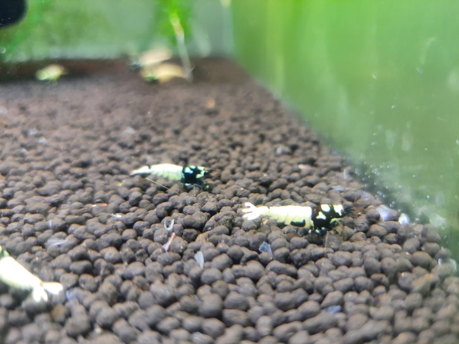 krewetki akwariowe Cardina Pinto Black Spotted Head